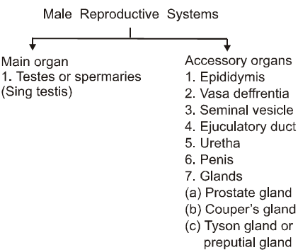 1412_male reproductive system.png